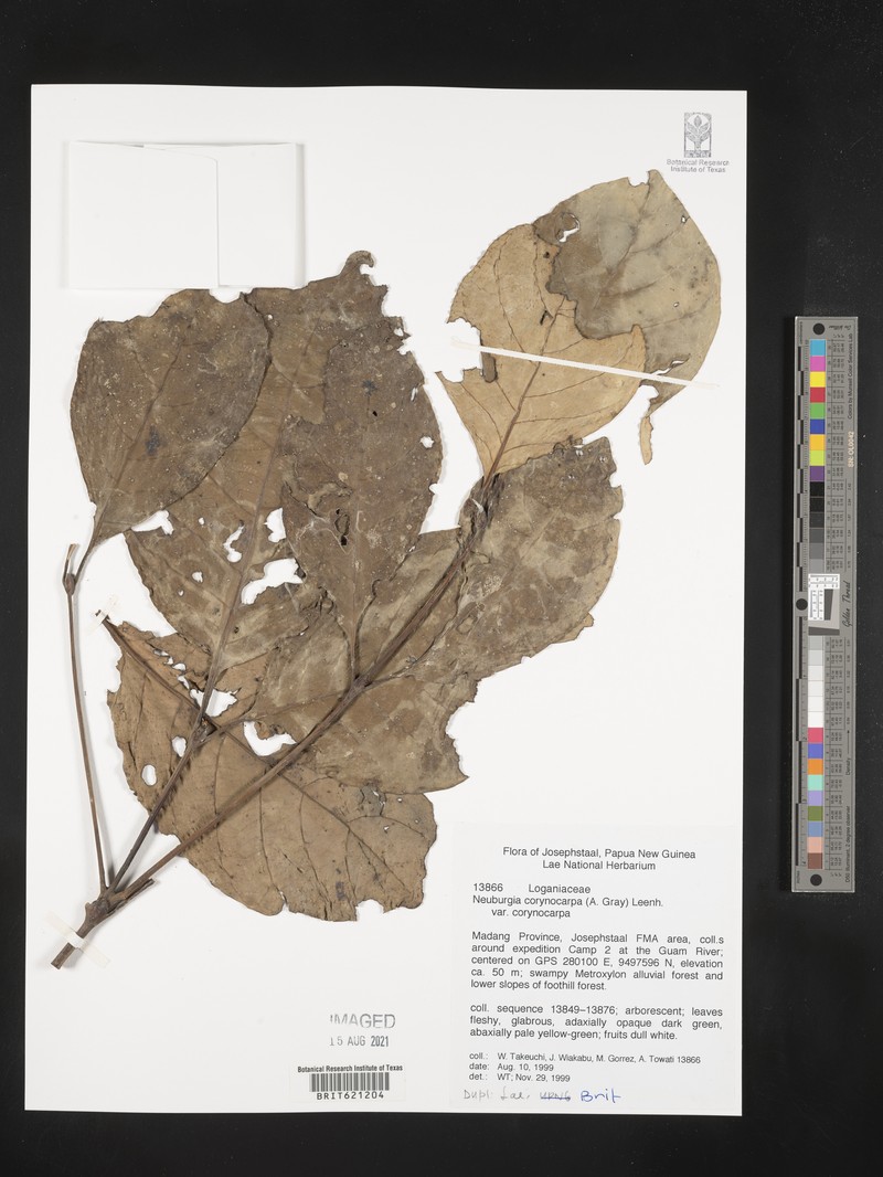 Neuburgia corynocarpa var. corynocarpa photo 3