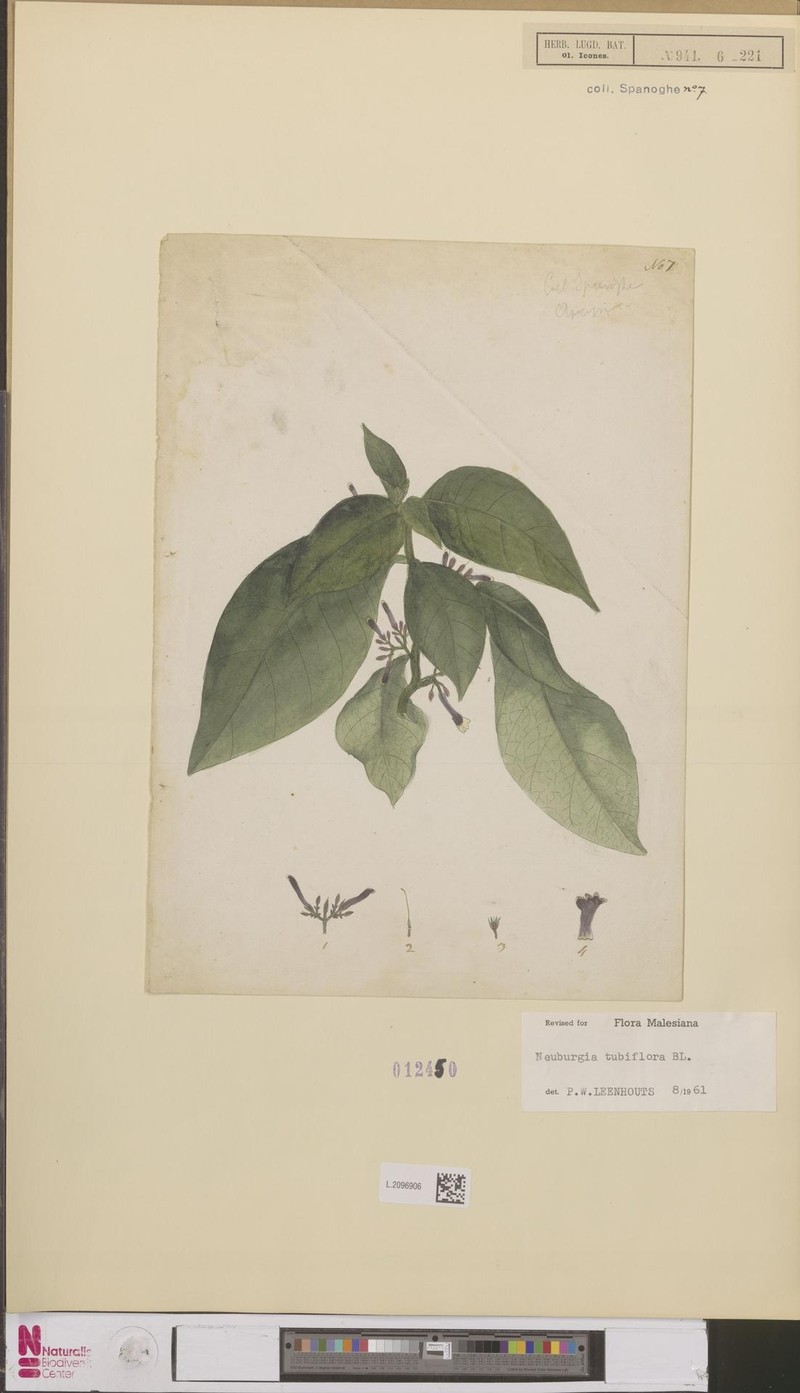 Neuburgia tubiflora