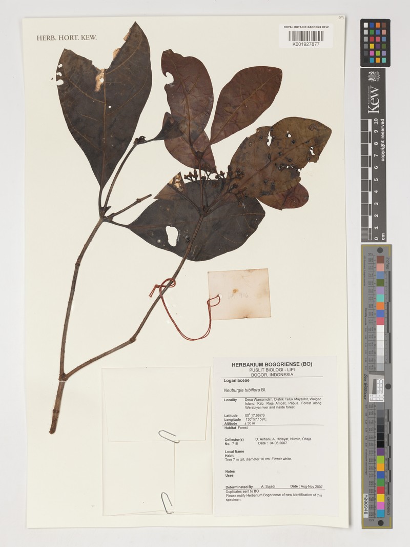 Neuburgia tubiflora photo 2