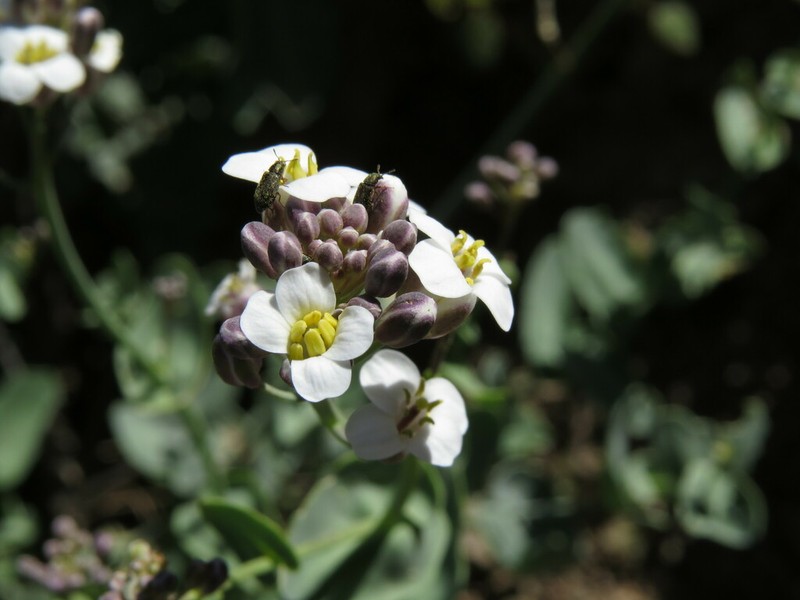 Neuontobotrys amplexicaulis photo 2