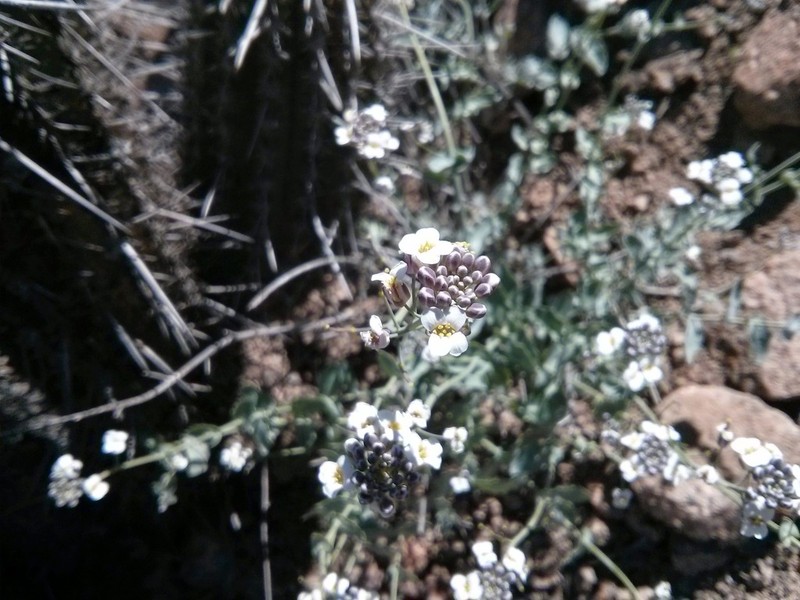 Neuontobotrys amplexicaulis photo 3