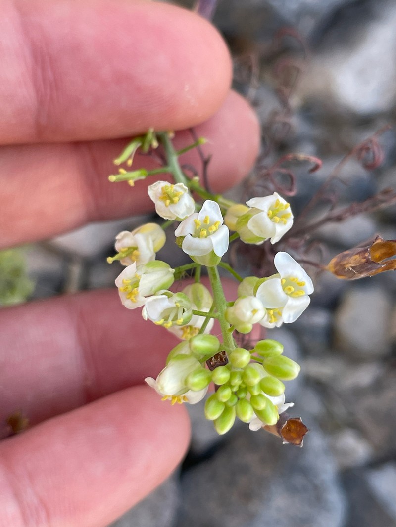 Neuontobotrys amplexicaulis photo 4