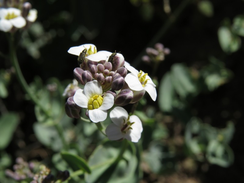 Neuontobotrys amplexicaulis photo 6