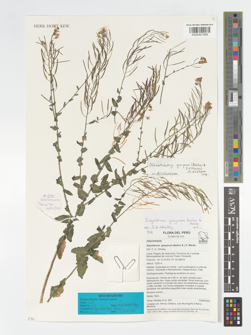 Neuontobotrys amplexicaulis photo 7