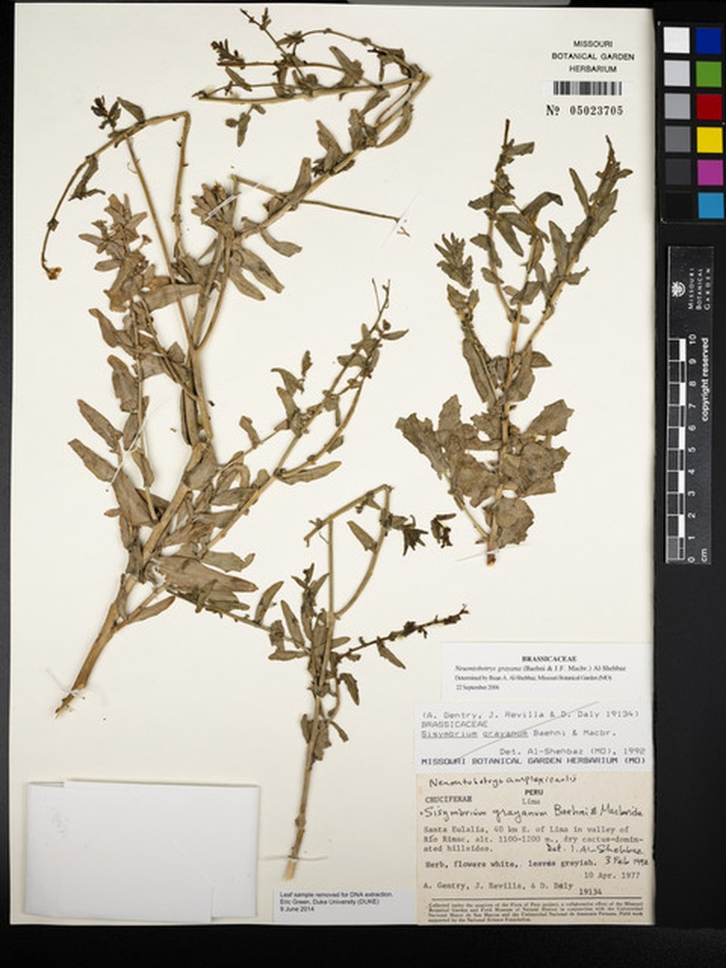 Neuontobotrys amplexicaulis photo 8