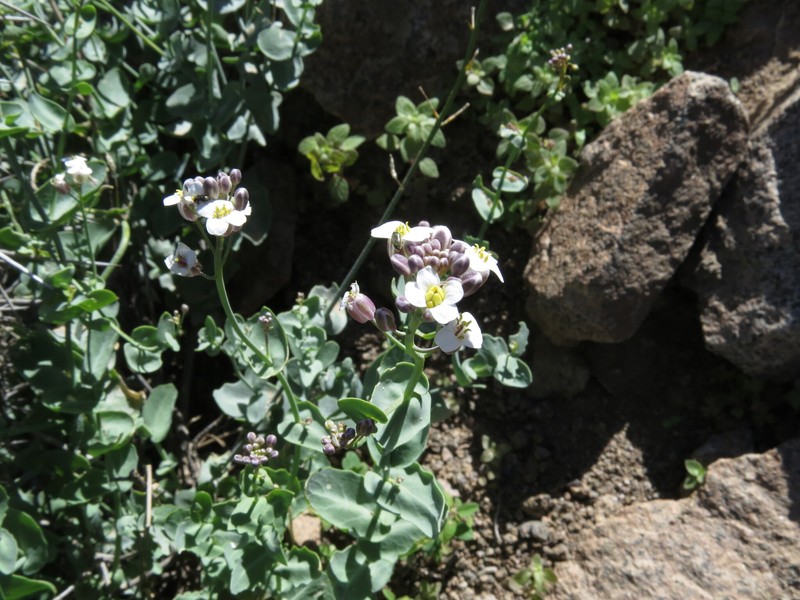 Neuontobotrys amplexicaulis
