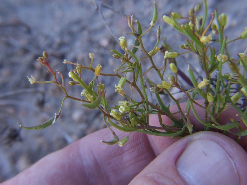 Neuontobotrys intricatissimus