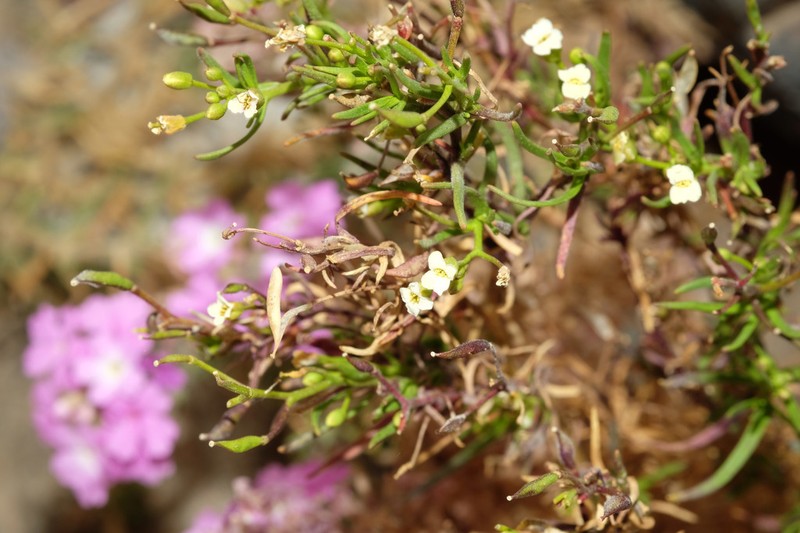 Neuontobotrys intricatissimus photo 7