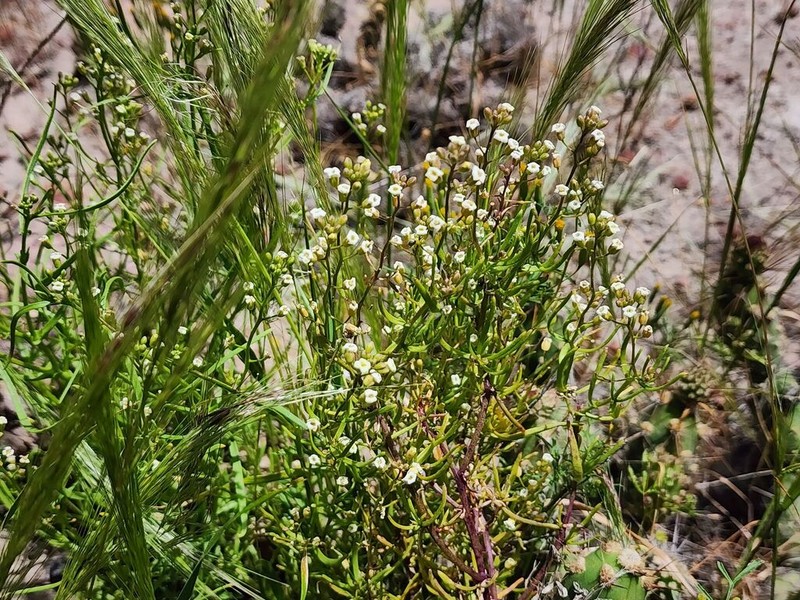Neuontobotrys schulzii