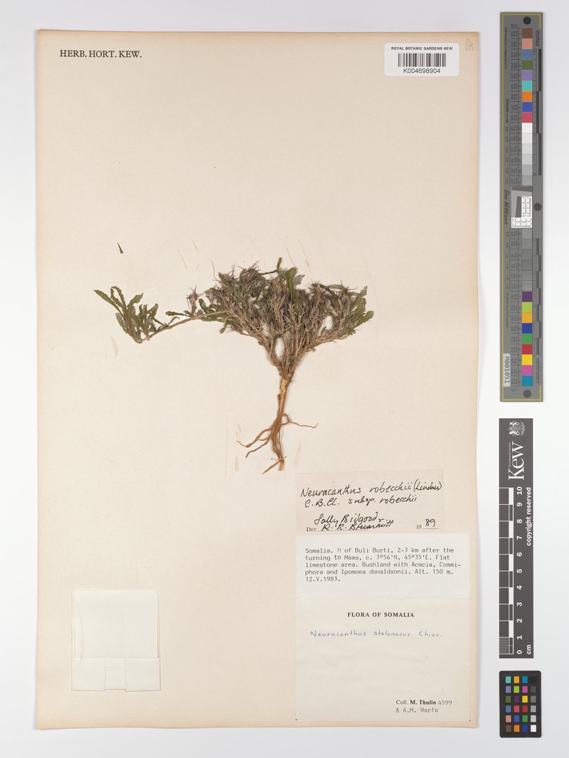 Neuracanthus robecchii subsp. robecchii