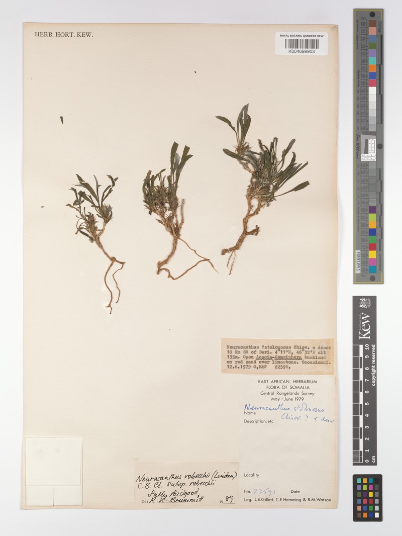 Neuracanthus robecchii subsp. robecchii photo 2