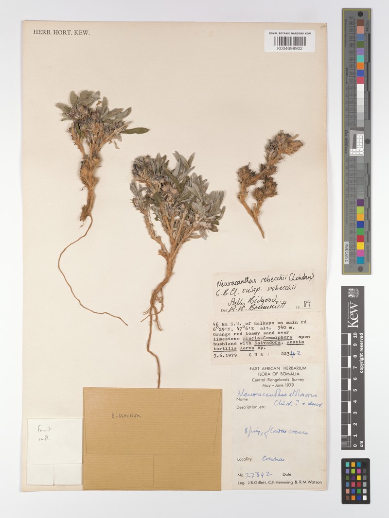 Neuracanthus robecchii subsp. robecchii photo 3