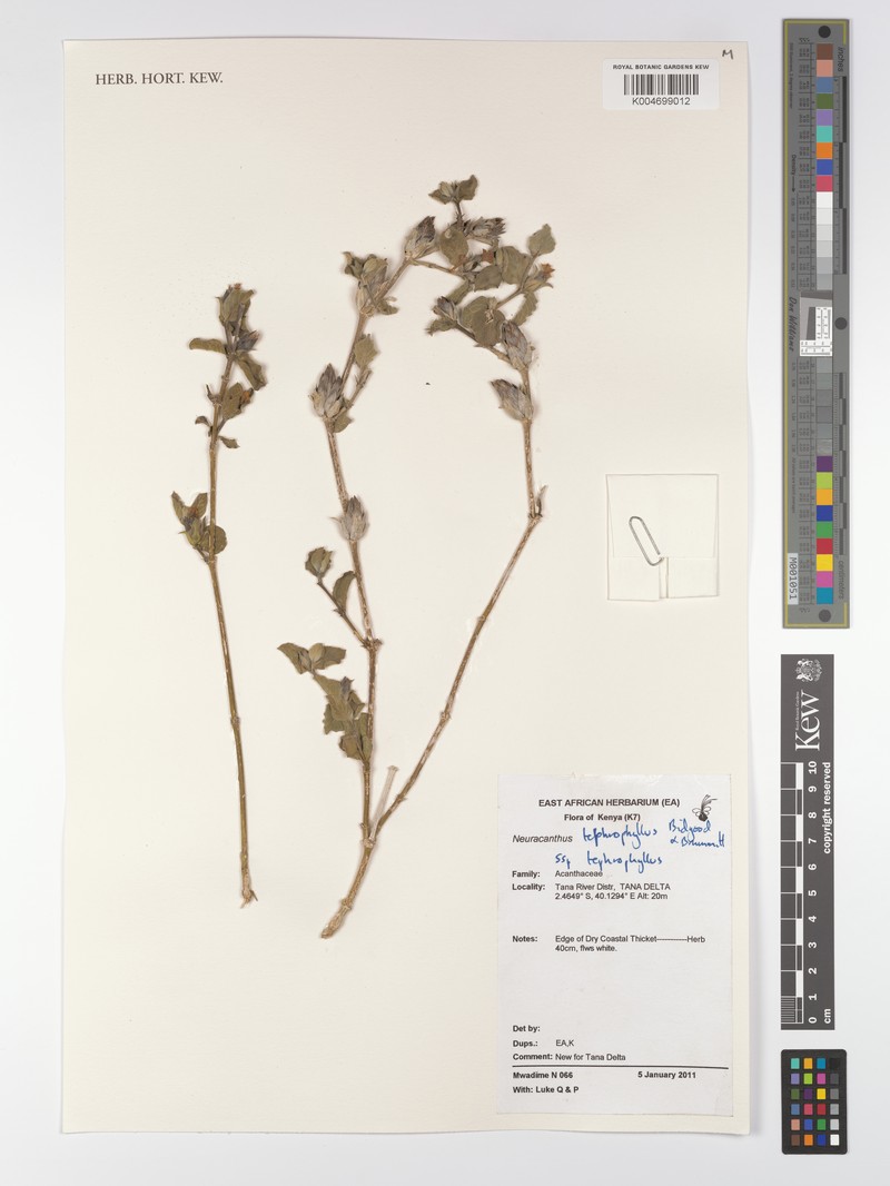 Neuracanthus tephrophyllus subsp. tephrophyllus