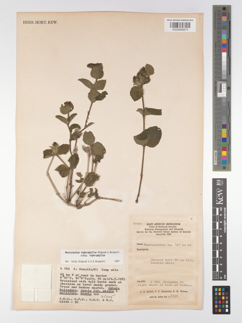 Neuracanthus tephrophyllus subsp. tephrophyllus photo 3