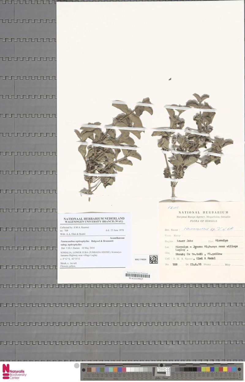 Neuracanthus tephrophyllus subsp. tephrophyllus photo 4
