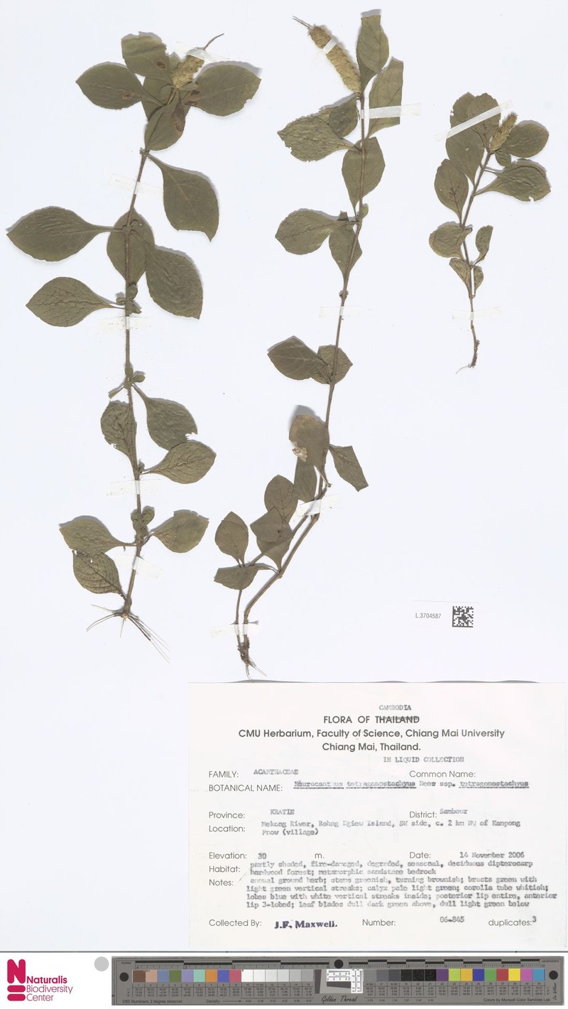 Neuracanthus tetragonostachyus subsp. tetragonostachyus