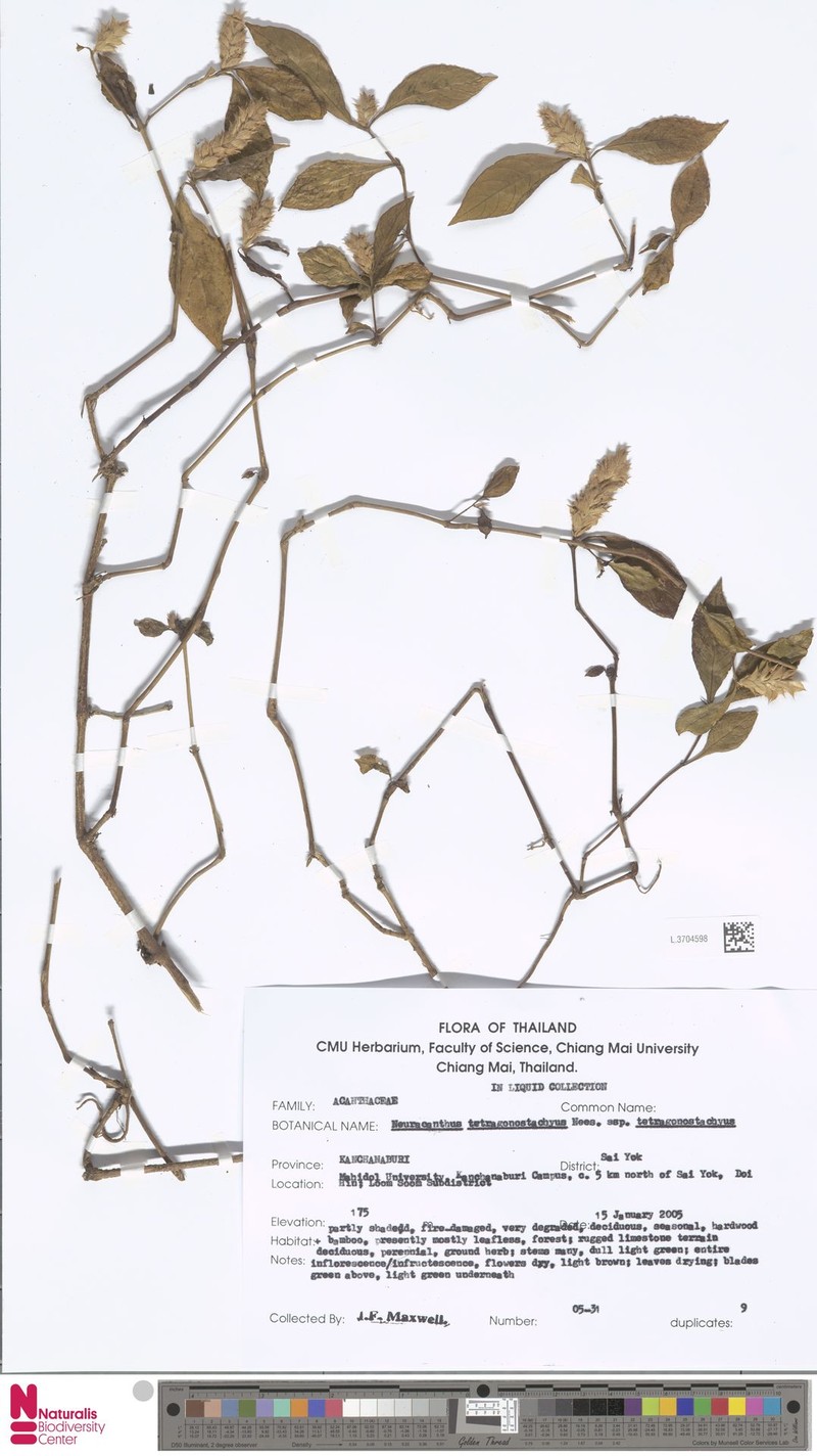 Neuracanthus tetragonostachyus subsp. tetragonostachyus photo 2