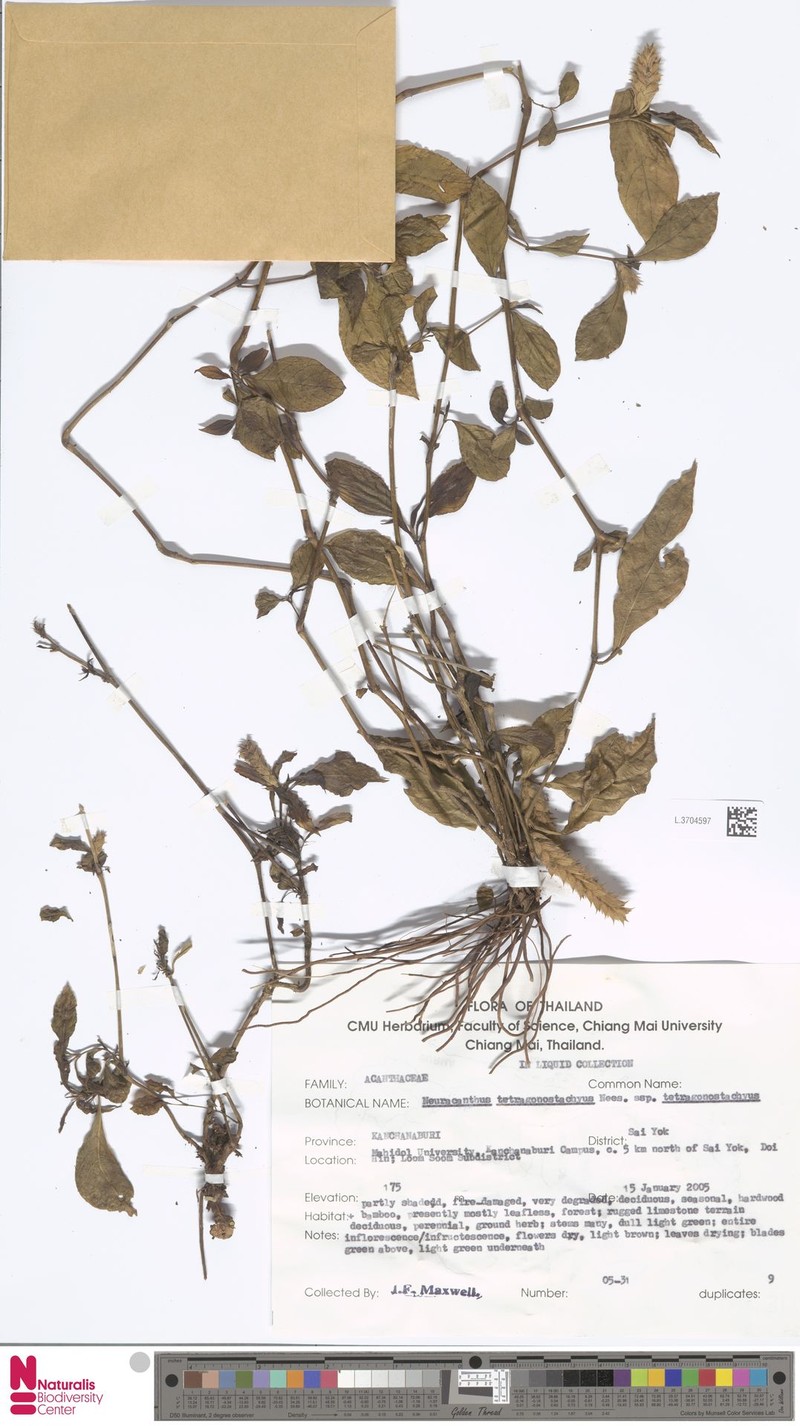 Neuracanthus tetragonostachyus subsp. tetragonostachyus photo 3