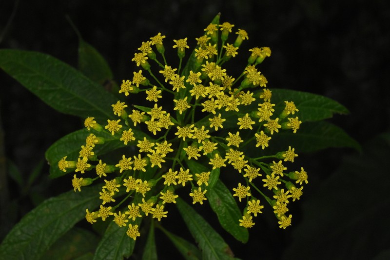 Neurolaena cobanensis