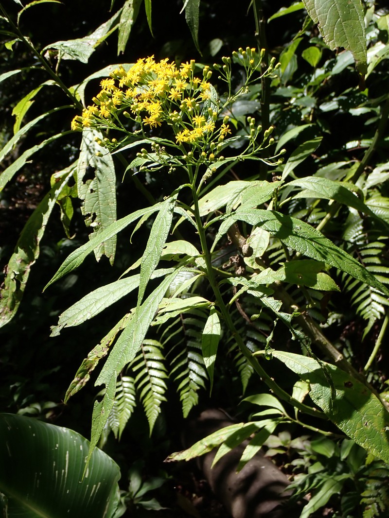 Neurolaena cobanensis photo 2
