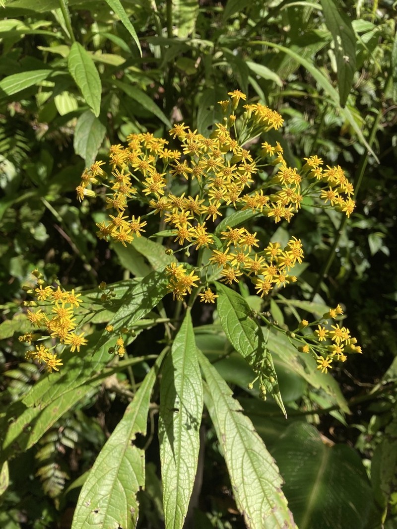 Neurolaena cobanensis photo 4