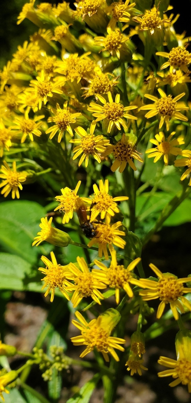 Neurolaena cobanensis photo 5