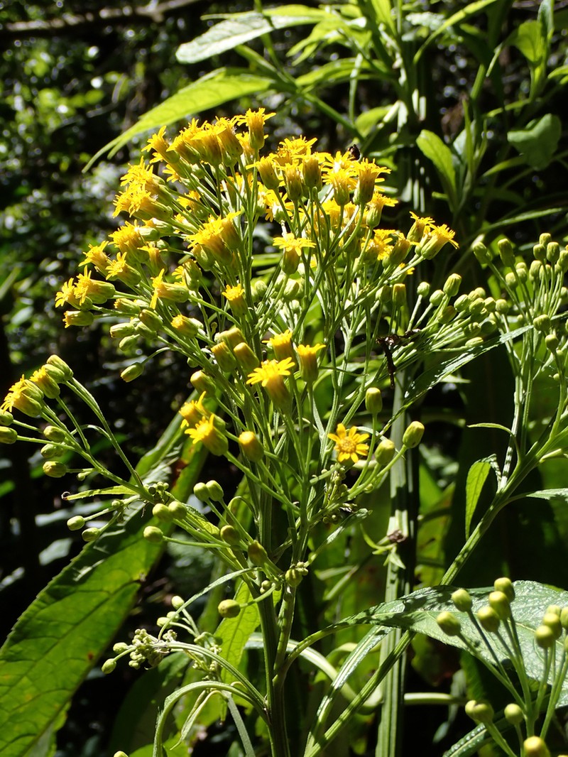Neurolaena cobanensis photo 6