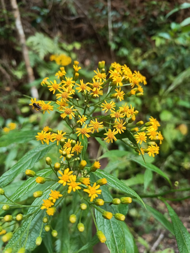 Neurolaena cobanensis photo 8