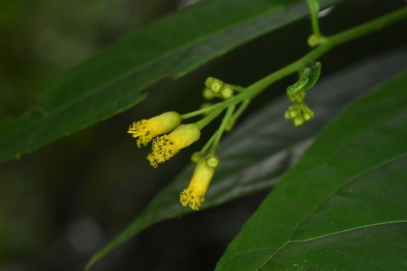 Neurolaena intermedia