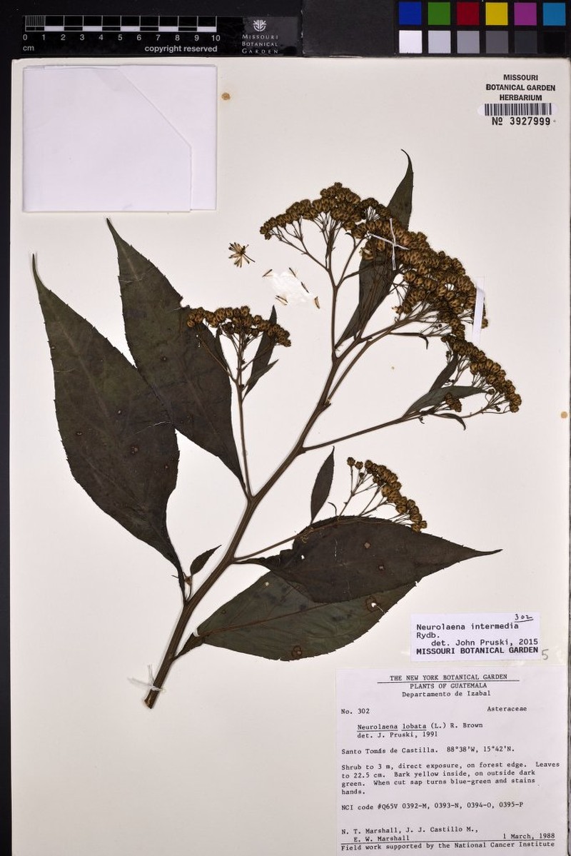 Neurolaena intermedia photo 2
