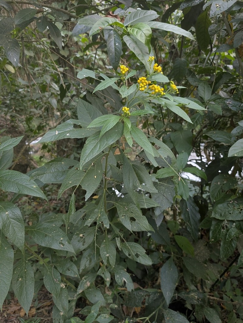 Neurolaena jannaweissiana photo 2