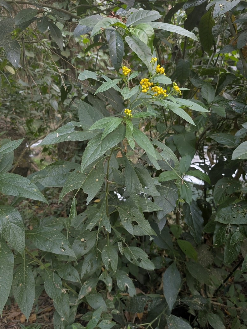 Neurolaena jannaweissiana photo 5
