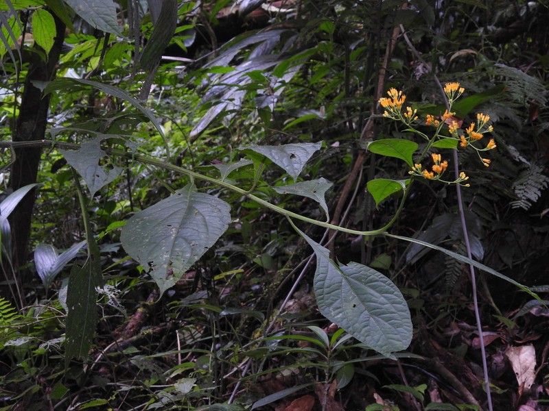 Neurolaena lamina photo 2