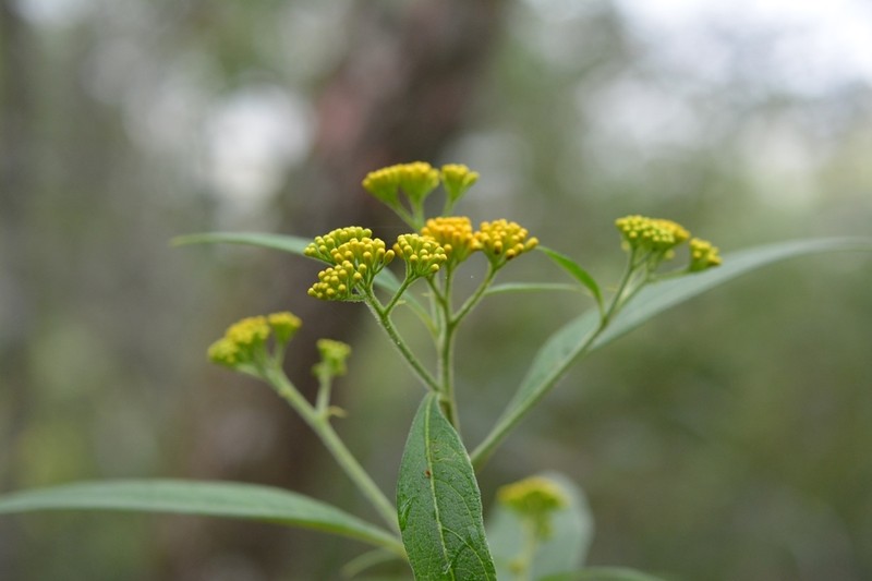 Neurolaena lamina photo 4