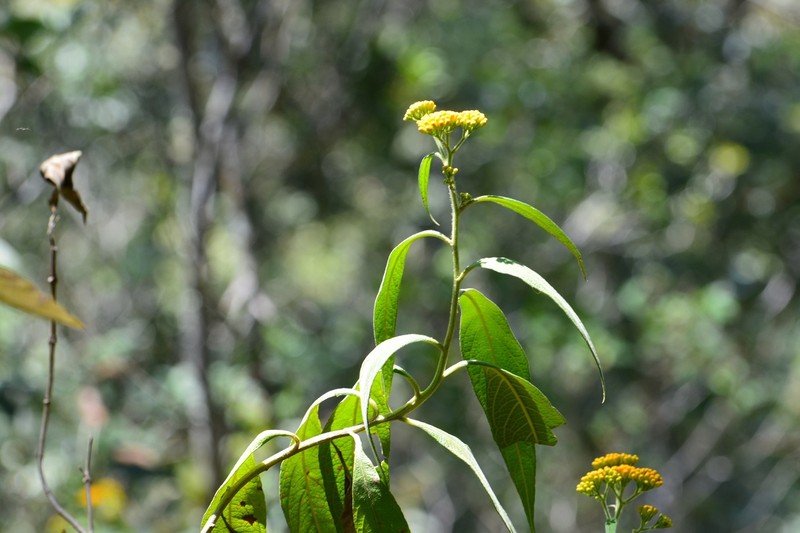 Neurolaena lamina photo 5