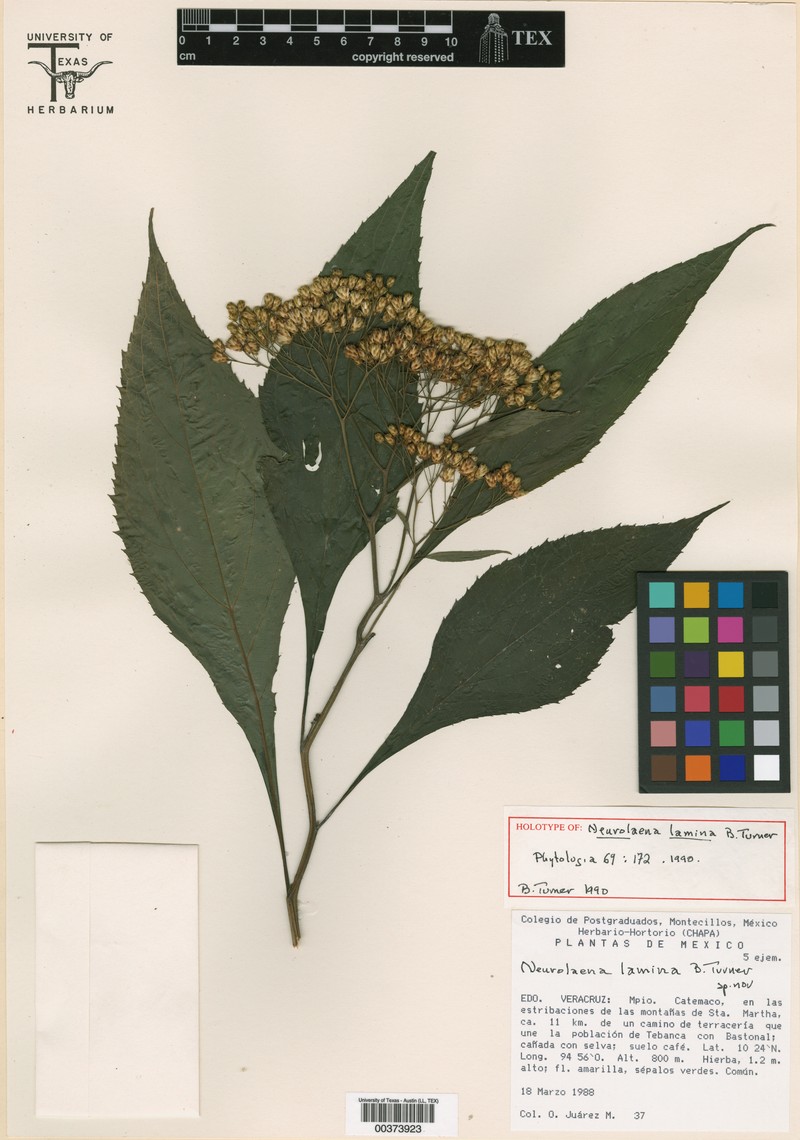 Neurolaena lamina photo 6