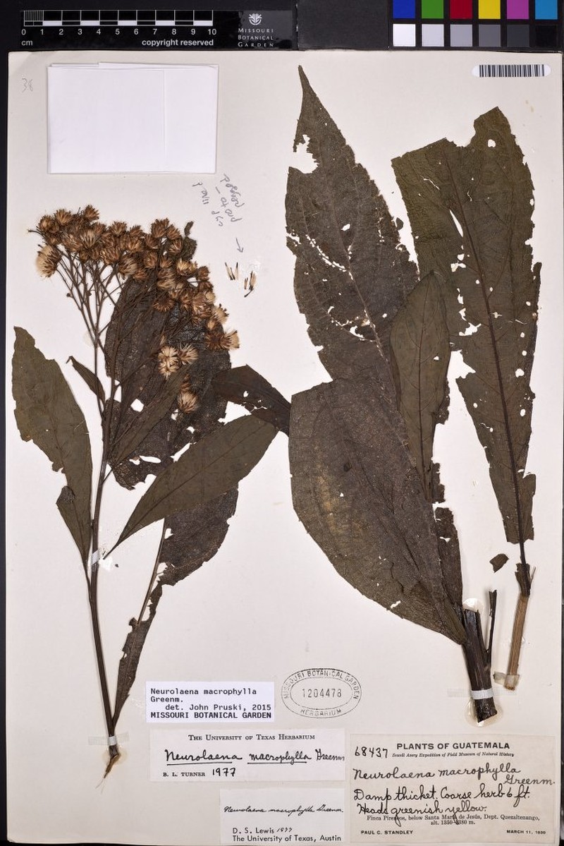 Neurolaena macrophylla