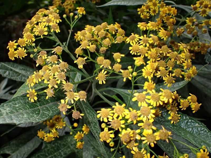 Neurolaena oaxacana