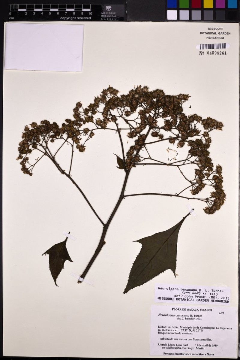 Neurolaena oaxacana photo 3
