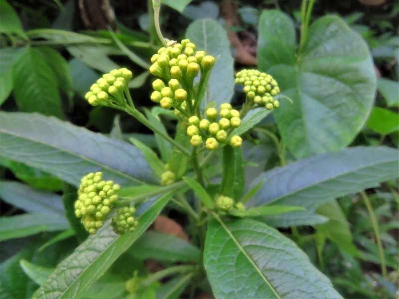Neurolaena schippii