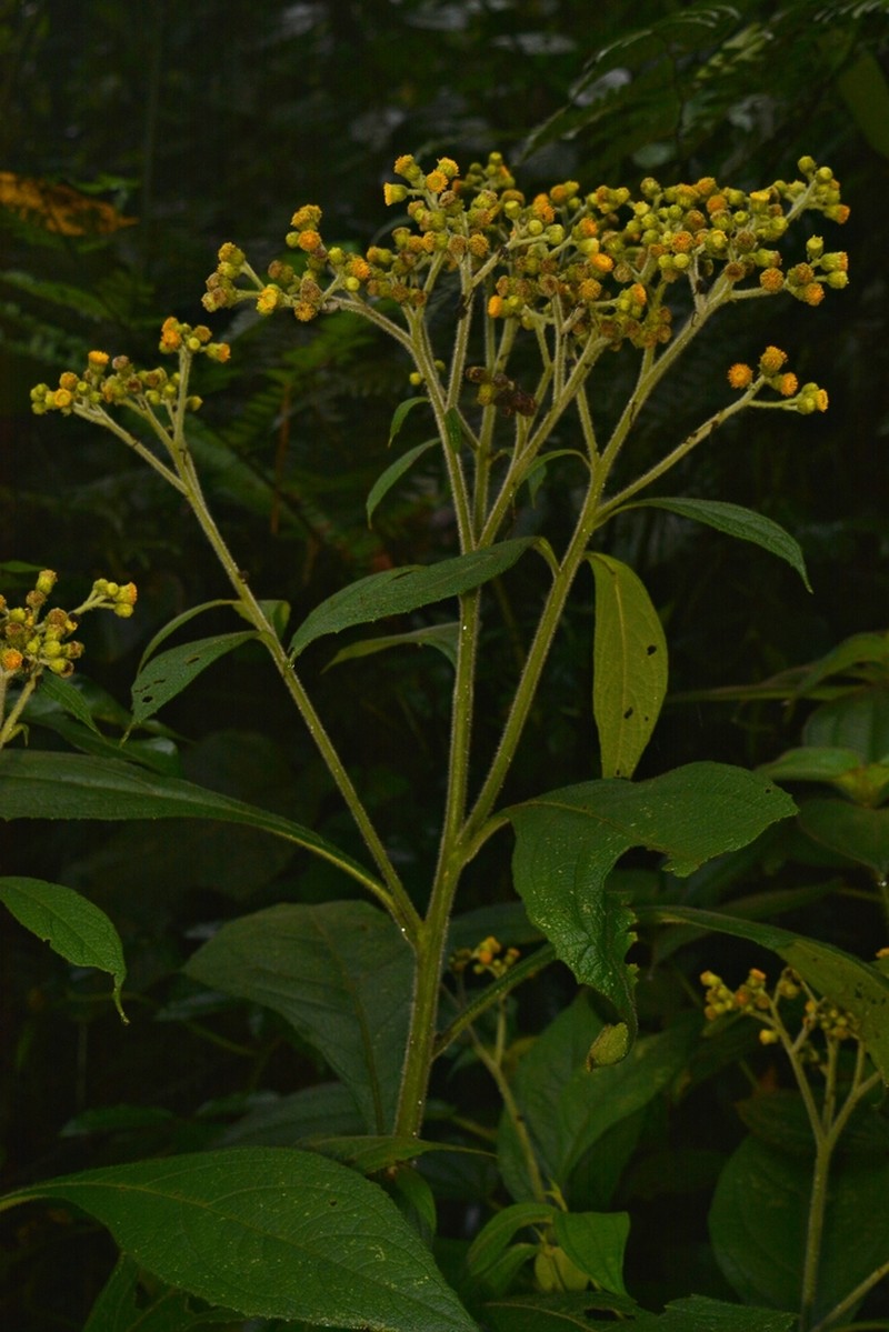 Neurolaena wendtii