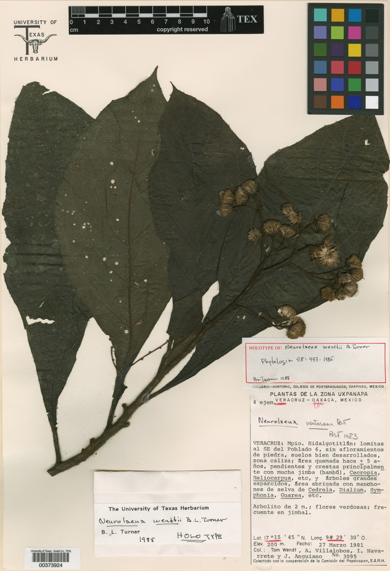 Neurolaena wendtii photo 2