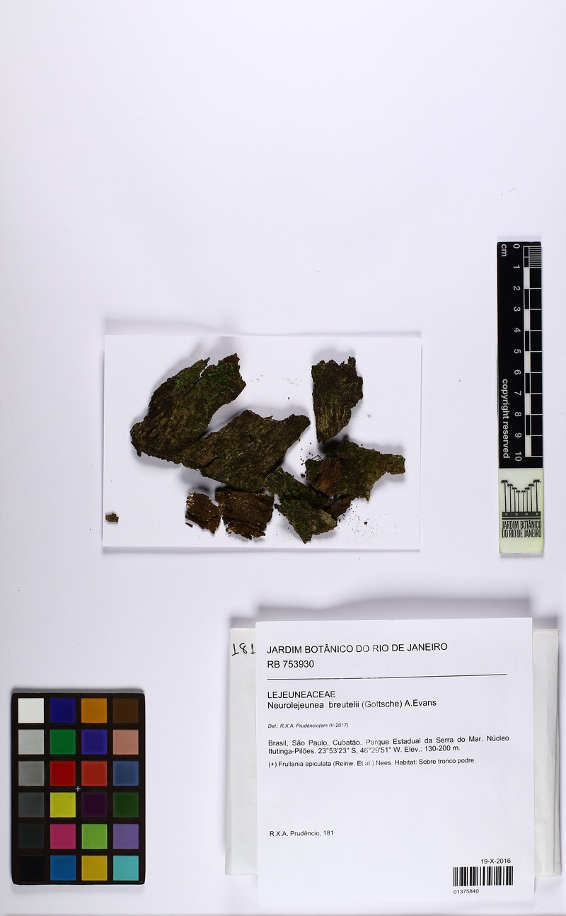Neurolejeunea breutelii photo 2