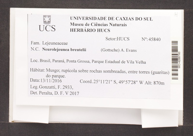 Neurolejeunea breutelii photo 3
