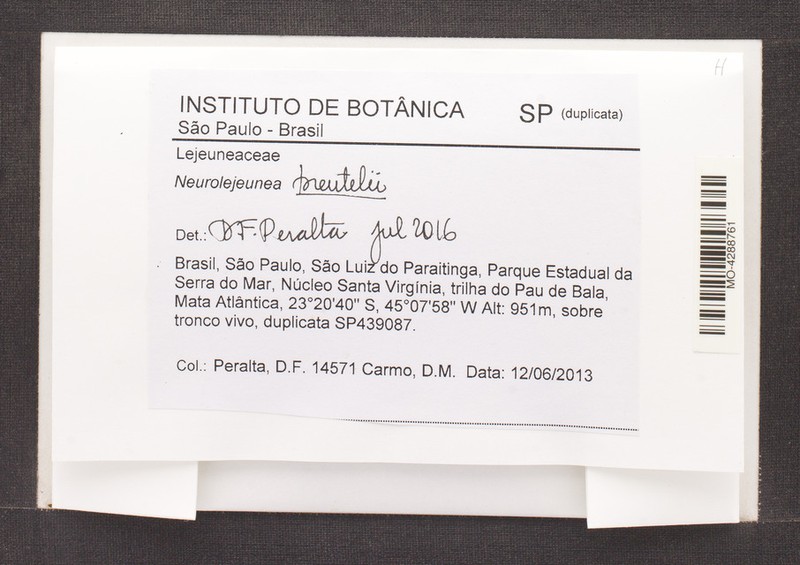 Neurolejeunea breutelii photo 4