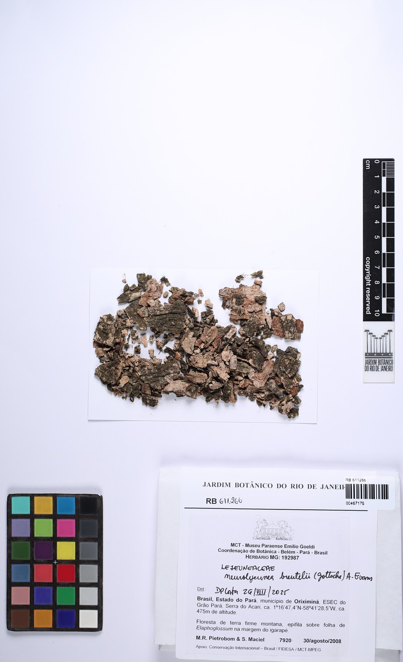 Neurolejeunea breutelii photo 5