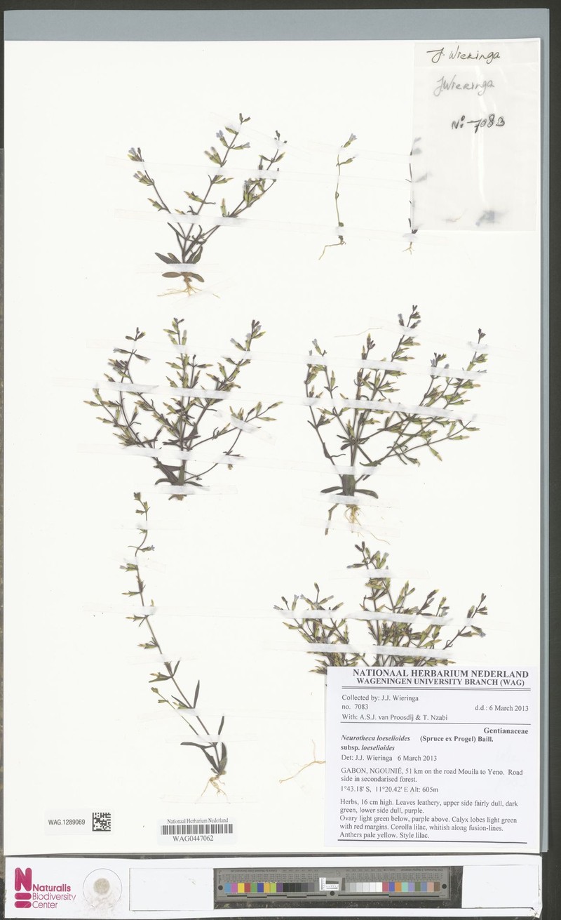 Neurotheca loeselioides subsp. loeselioides