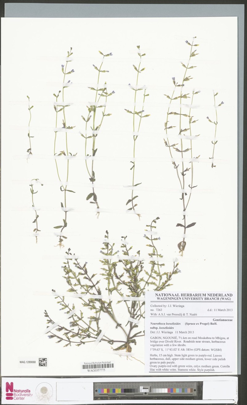 Neurotheca loeselioides subsp. loeselioides photo 2