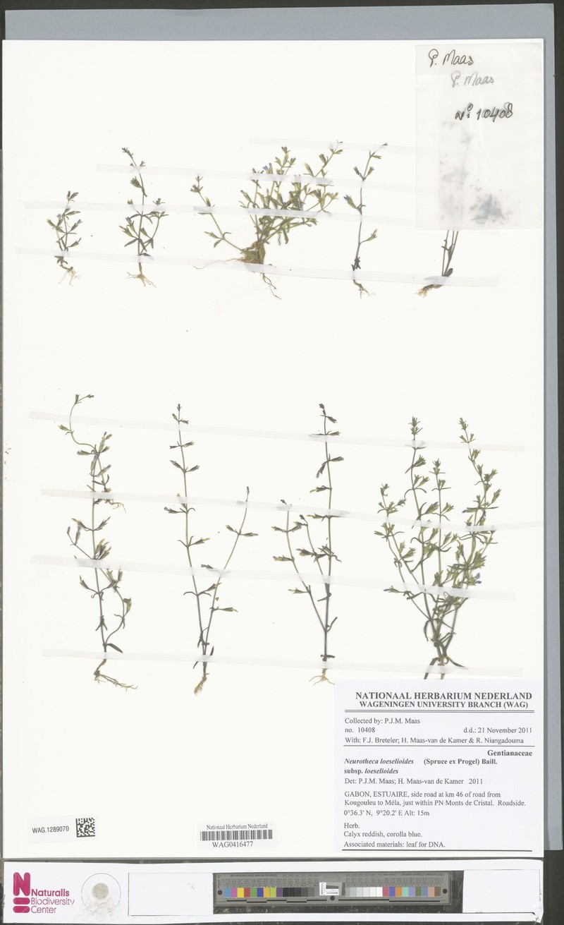 Neurotheca loeselioides subsp. loeselioides photo 3