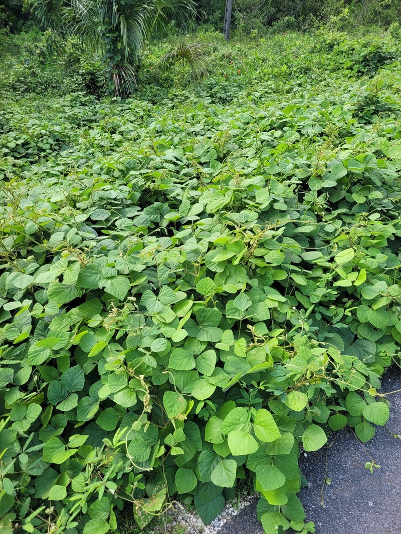Neustanthus phaseoloides var. javanicus